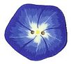 Small Morning Glory